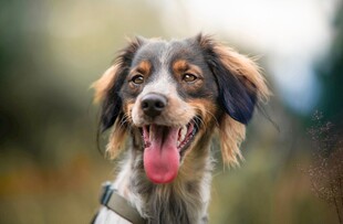 可爱长毛犬张嘴吐舌