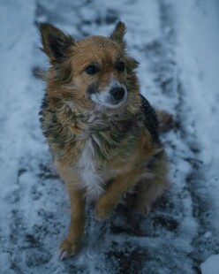 雪地中的可爱小狗