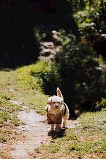小狗在小径上快乐奔跑