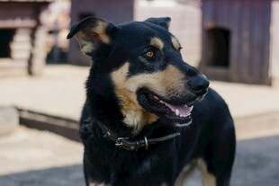 户外站立的黑棕相间犬
