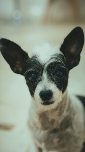 可爱无毛犬特写