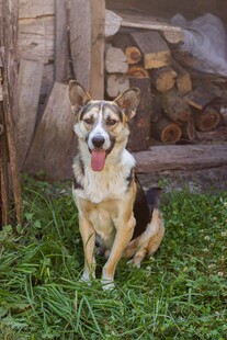 草地上的可爱三色犬