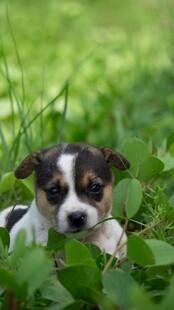 草丛中的可爱小萌犬