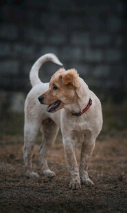 田园犬站立扭头望