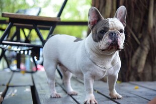 可爱法国斗牛犬户外站立