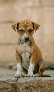 可爱幼犬端坐石头上