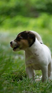 草地上的可爱小猎犬