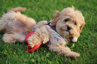 萌犬草地玩耍超可爱