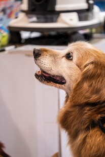 可爱金毛犬在室内张望