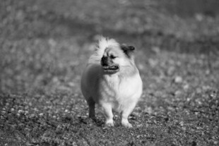 可爱博美犬站在户外