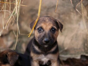 可爱幼犬于干草堆中