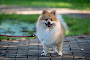 可爱博美犬被牵在砖路上