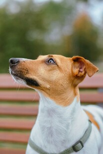 仰头的可爱宠物犬