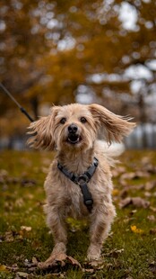 秋日萌犬户外快乐奔跑