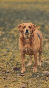站立的金毛犬