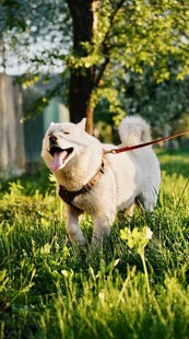 阳光下草地上的快乐柴犬