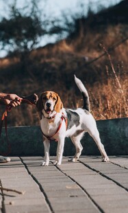 可爱比格犬在户外木板路