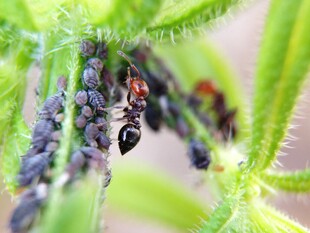 蜘蛛捕食场景