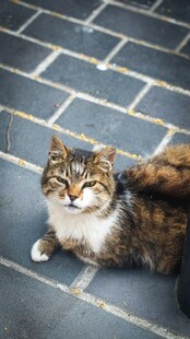 趴在砖地上的花色猫咪