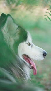 草丛中的哈士奇