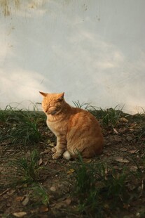 夕阳下的橘猫