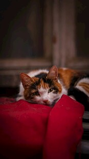 慵懒猫咪趴卧红色垫子上