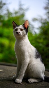 黑白花猫咪坐于绿意前