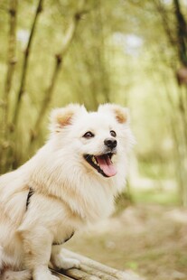 林间白狗惬意模样