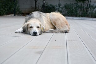趴在地上休息的老龄犬