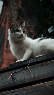 屋顶上的可爱猫咪