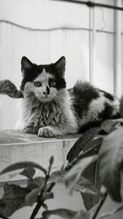窗边猫咪与绿植相伴