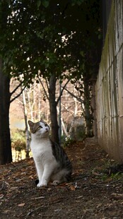树下蹲坐的可爱猫咪