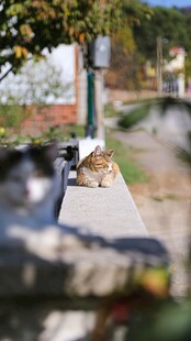 路边休憩的猫咪