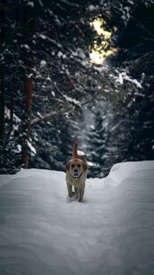 雪地中漫步的狗