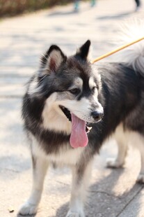 户外可爱阿拉斯加犬