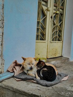 门前休憩的几只可爱猫咪