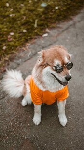穿橙色衣服的可爱小狗