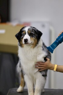 澳洲牧羊犬接受抚摸