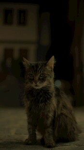 夜晚中的可爱猫咪
