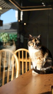 猫咪端坐于木桌之上