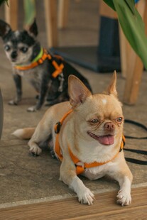 两只萌犬佩戴牵引绳