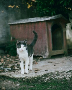 黑白猫咪立于猫窝旁