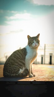 阳光下的猫咪