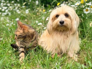 草地上的猫咪与长毛犬
