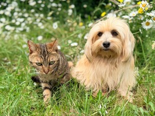 草地上的猫咪与小狗