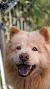 微笑的松狮犬