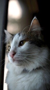 窗边长毛猫的优雅侧影