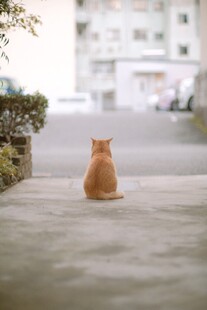 独坐街头的橘猫