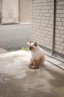 窗边猫咪叼绿植