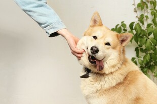 人与萌犬亲密互动瞬间